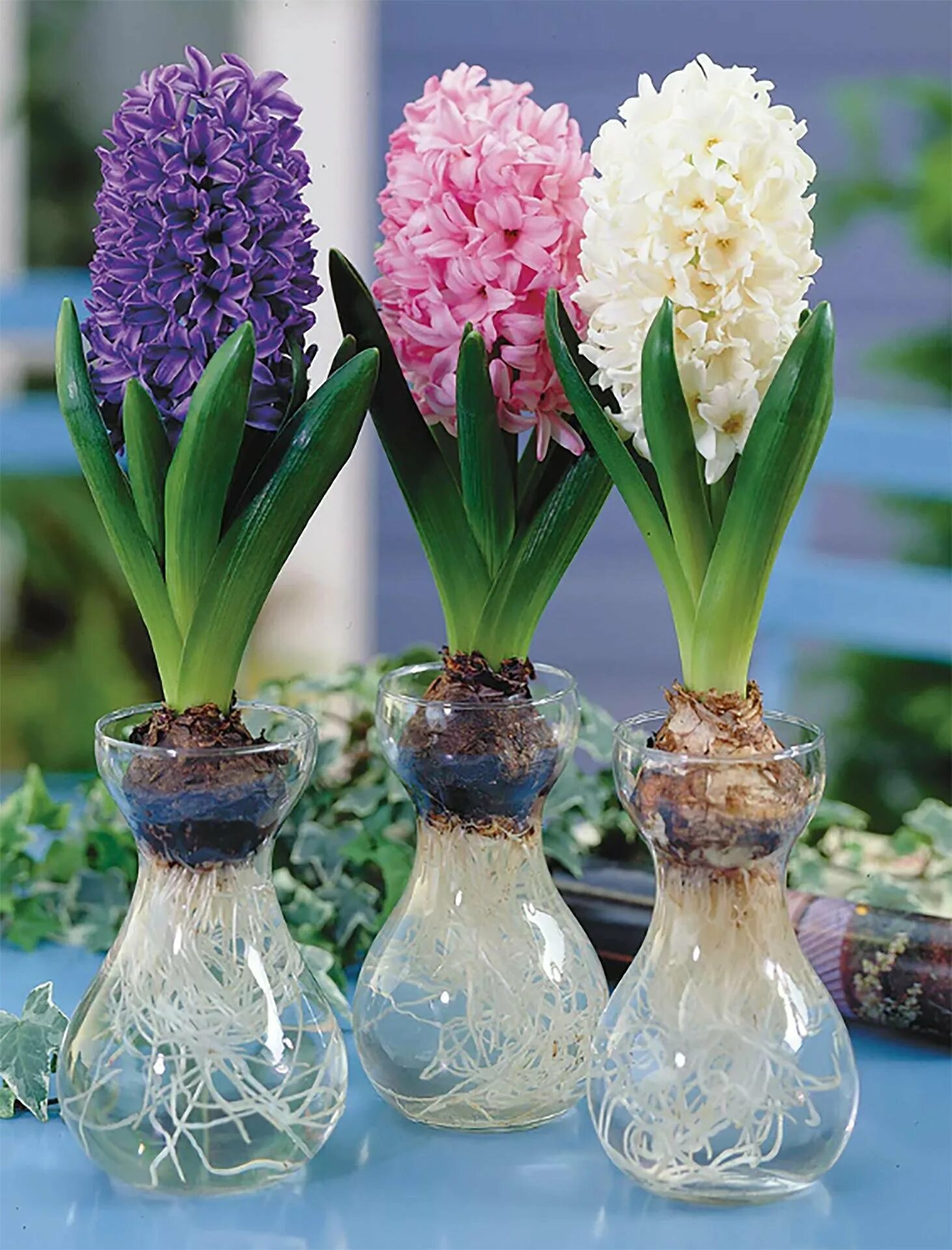 Гиацинт д7 н10. Гиацинт росток. Цветок гиацинт в горшке. Луковичный цветок гиацинт. Гиацинт корень.