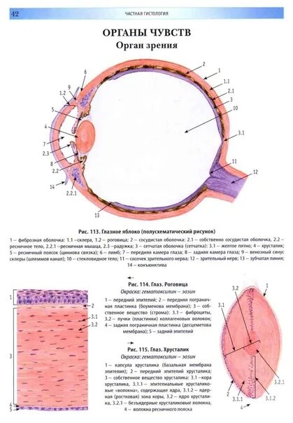 Сетчатка глаза гистология препарат с подписями. Строение глазного яблока гистология. Функциональные аппараты глазного яблока гистология. Оболочки сетчатки гистология. Содержит несколько слоев нейронов содержит роговицу защищает