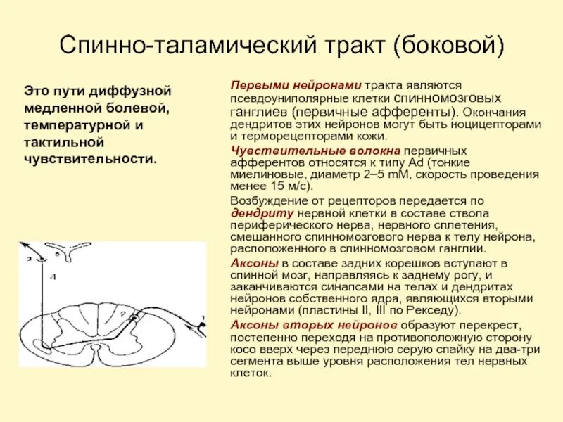 Спинно таламический. Боковой спинно-таламический тракт. Схема спинно-таламического пути. Боковой спинно таламический путь. Схема переднего спинно-таламического пути.