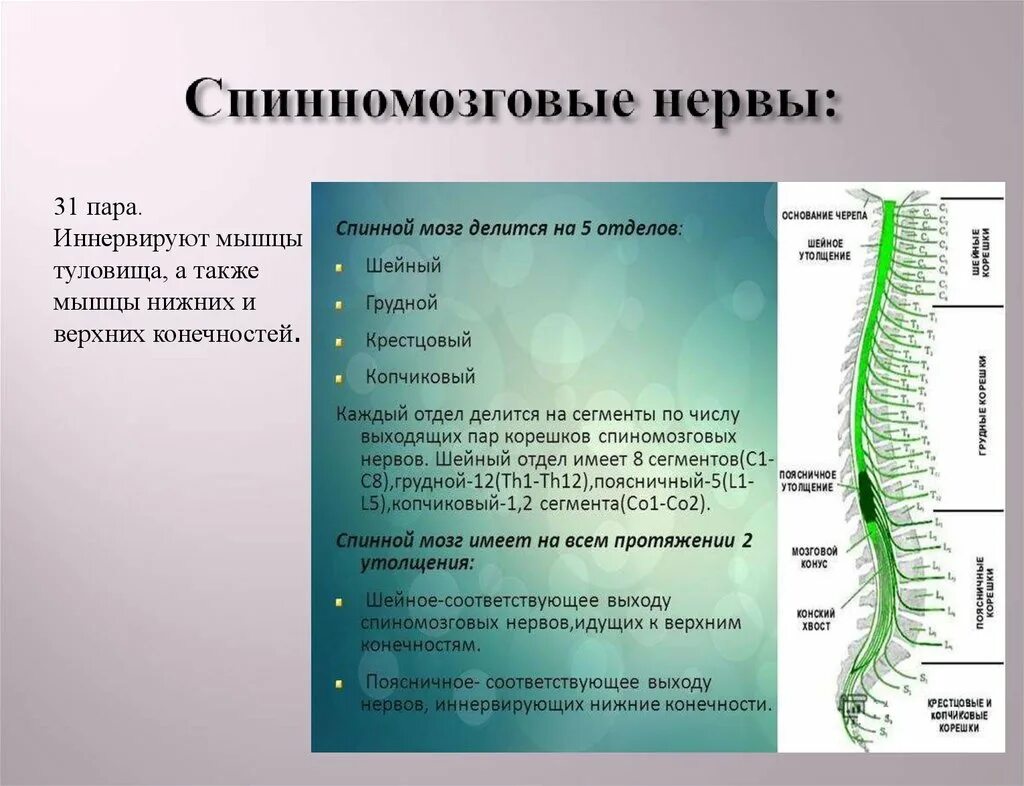 Спинномозговые нервы. Спинной мозг и спинномозговые нервы. Спинномозговые нервы сегменты. Спинной мозг и спинномозговые нервы анатомия.