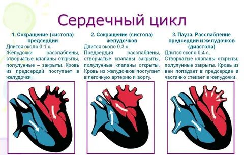 Какую фазу сердечного цикла желудочки наполняются кровью