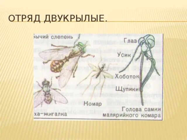 Семейство насекомых отряда двукрылых 8 букв