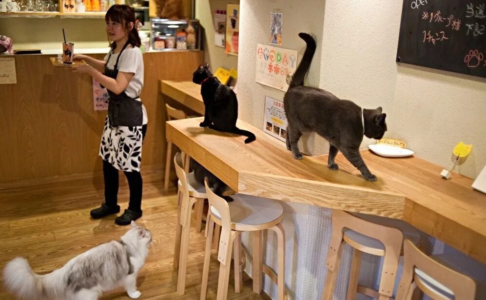 Как найти ключ от котокафе. Кошачье кафе - &quot;cat cafe&quot; в японии. котокафе котиссимо, москва, новая басманная улица. кошачье кафе в токио. кошачьи кафе в японии.