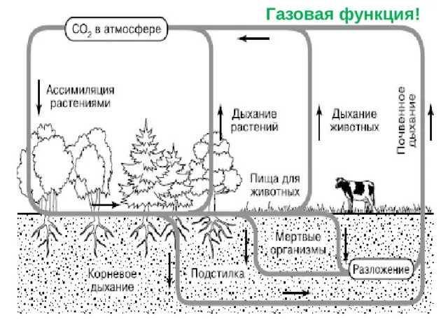 Углекислый газ функции в биосфере. Газовая функция вещества в биосфере. Газовая функция биосферы. Газовая функция живого вещества в биосфере. Газовая функция живого вещества процессы.