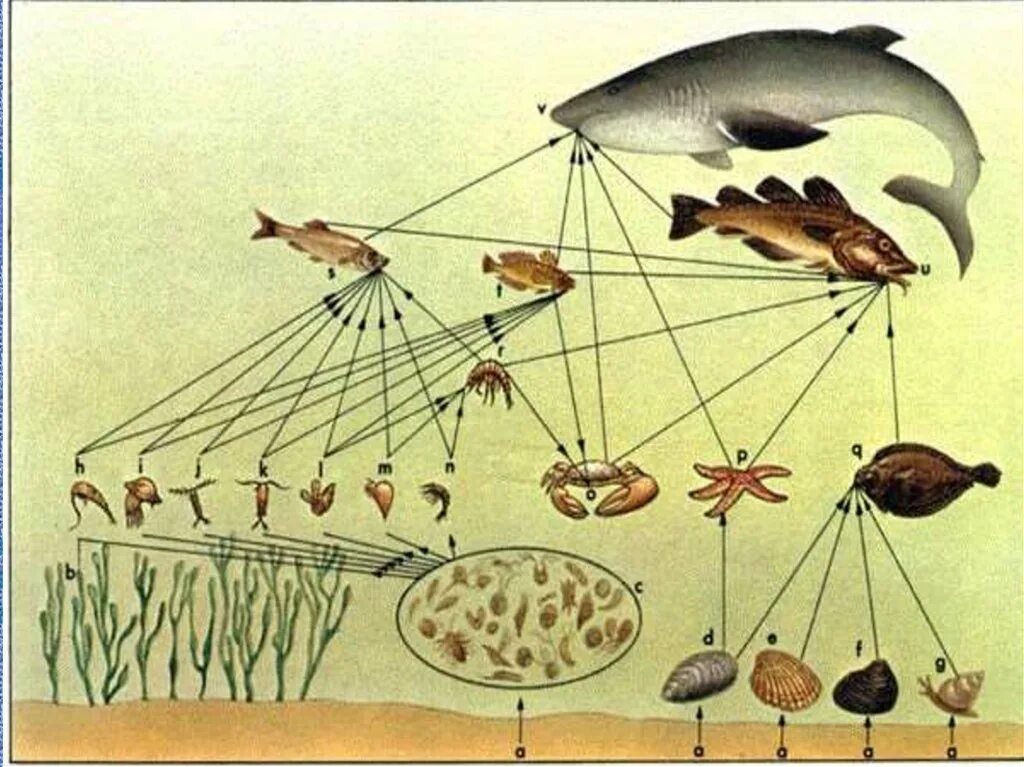 Приведи пример пищевых связей аквариума. Пищевая цепочка. Пищевая сеть моря. Пищевая цепочка рыб. Цепочка питания в море.