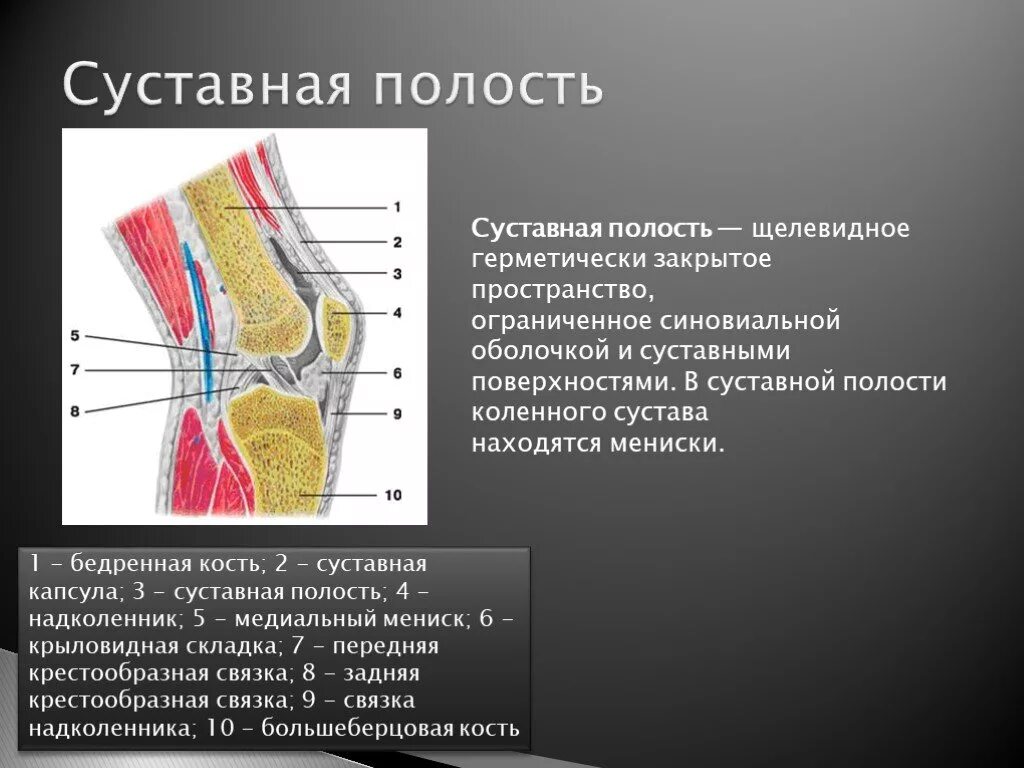 Суставная полость