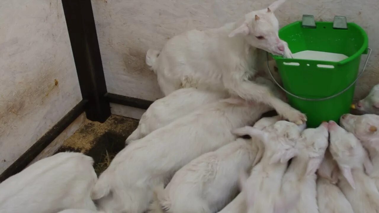 Как поить козлят. ЗЦМ для ягнят и козлят. Сухое молоко для козлят. Заменитель молока для козлят. Молоко и ягненок.