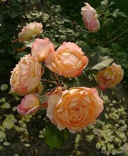 Well rose