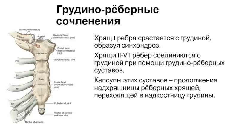 Грудино ключичная артрит. Грудная клетка реберные хрящи. хрящи ребер соединяются с грудиной. грудино реберный сустав. артрит грудино-реберного сочленения.