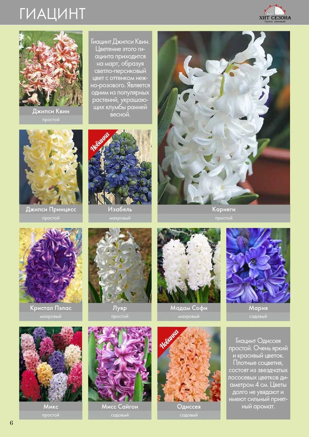 Луковичные растения многолетники на г. Каталог луковицы цветов. Рябчик imperialis rubra. Гиацинт топ хит. Каталог луковичных цветов.