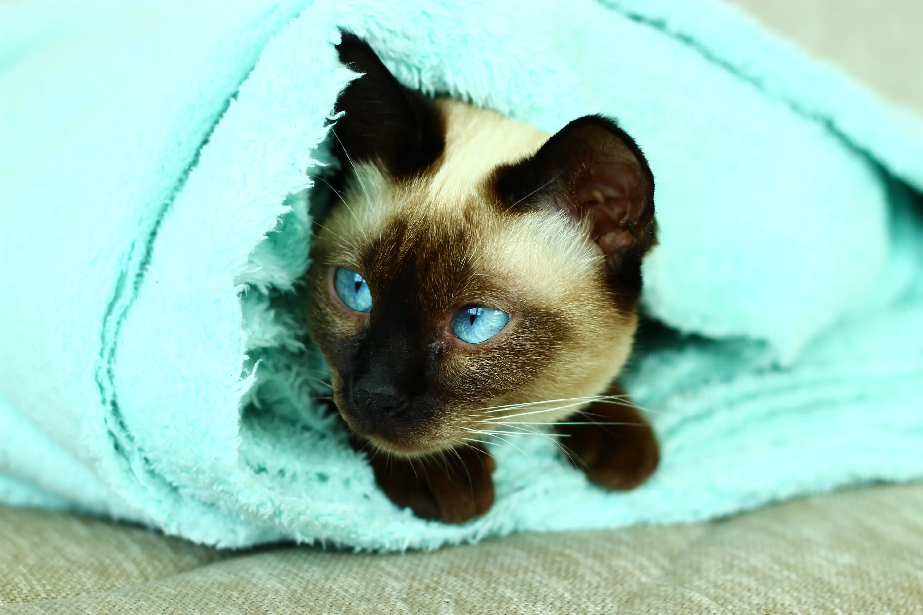 К чему снится сиамская кошка. Сиамская кошка. сиамская вислоухая кошка. сиамская кошка котенок. сиамская кошка фото.
