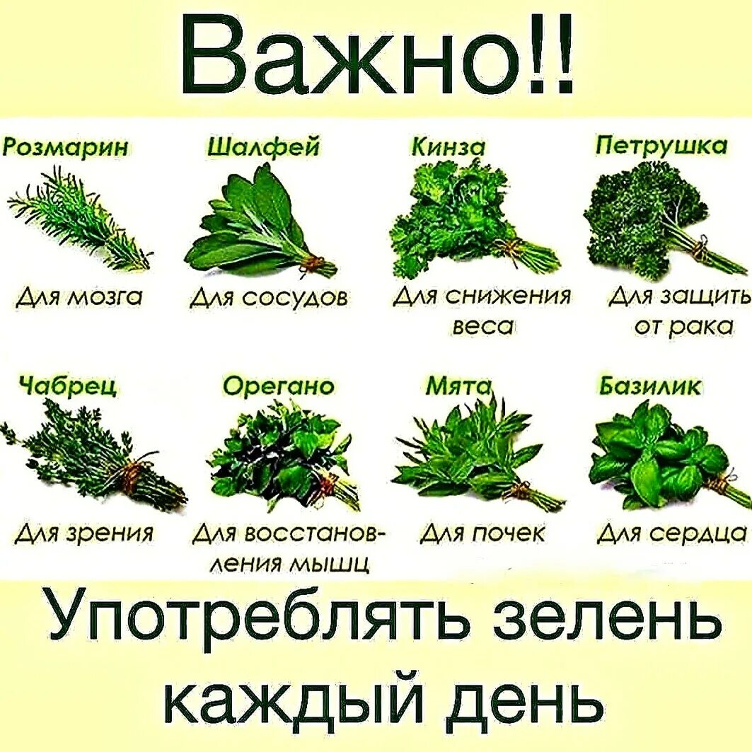 Какие травы вставляют. Травы приправы. Полезные растения. Травы приправы названия. Лекарственные и пряные травы.