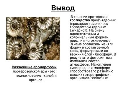 Живые измененные организмы