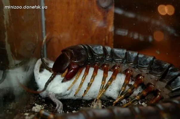 Тараканы и ящерицы. Мадагаскарские тараканы террариум. Мадагаскарский таракан и палочник. Террариум для мадагаскарских тараканов. Сколопендра ест тараканов.