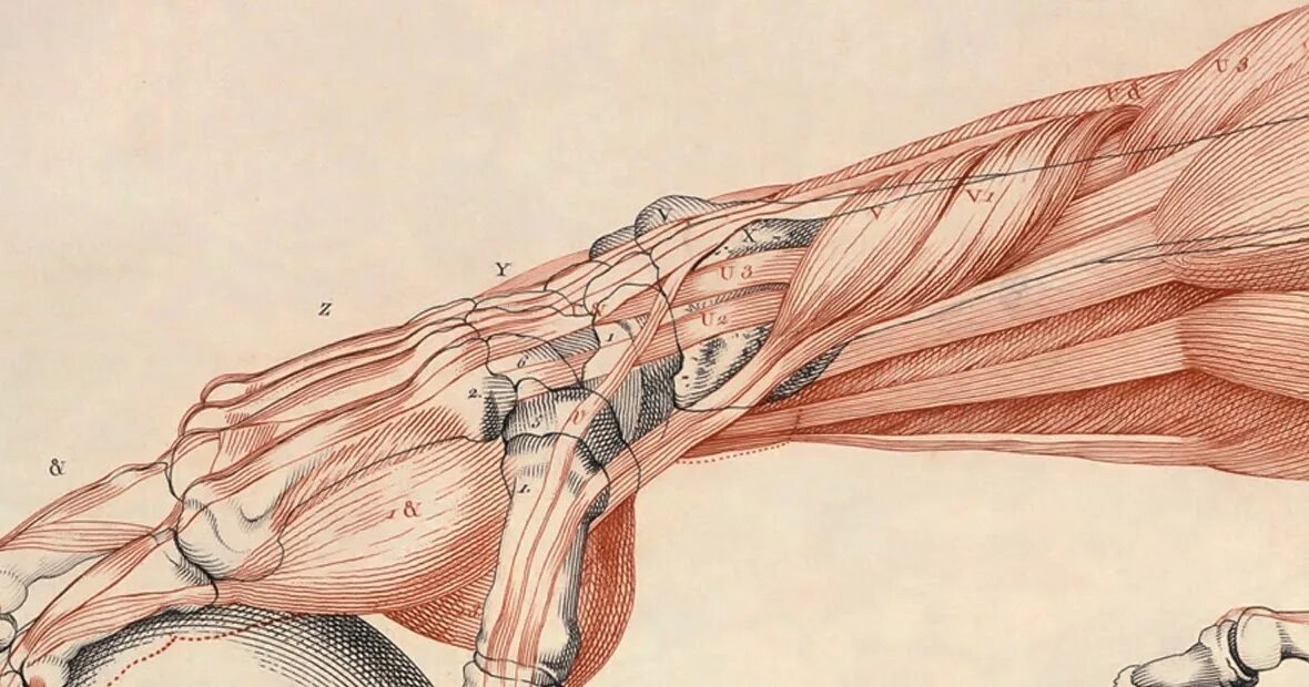 боль в плечевом суставе. пояснично-крестцовый радикулит. невропатия локтевого нерва. боль в суставах. нейропатия локтевого нерва.