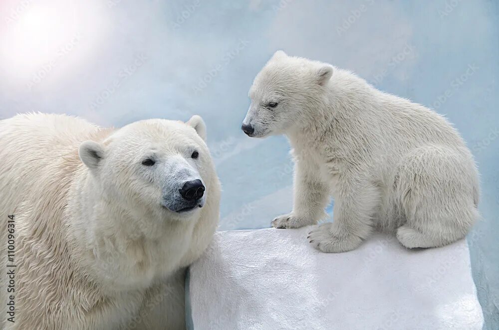 Белые медведи глобальное потепление. Белый медведь ursus maritimus. Белый медведь в северной америке. Полярный гризли. Белый медведь самец.