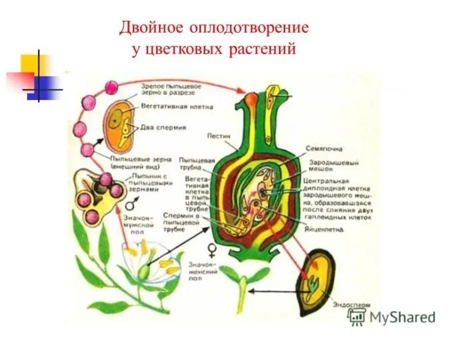 Схема двойного оплодотворения у цветковых растений 6. Схема двойного оплодотворения у цветковых растений. Двойное оплодотворение у цветковых растений схема 10 класс. Двойное оплодотворение у покрытосеменных растений.