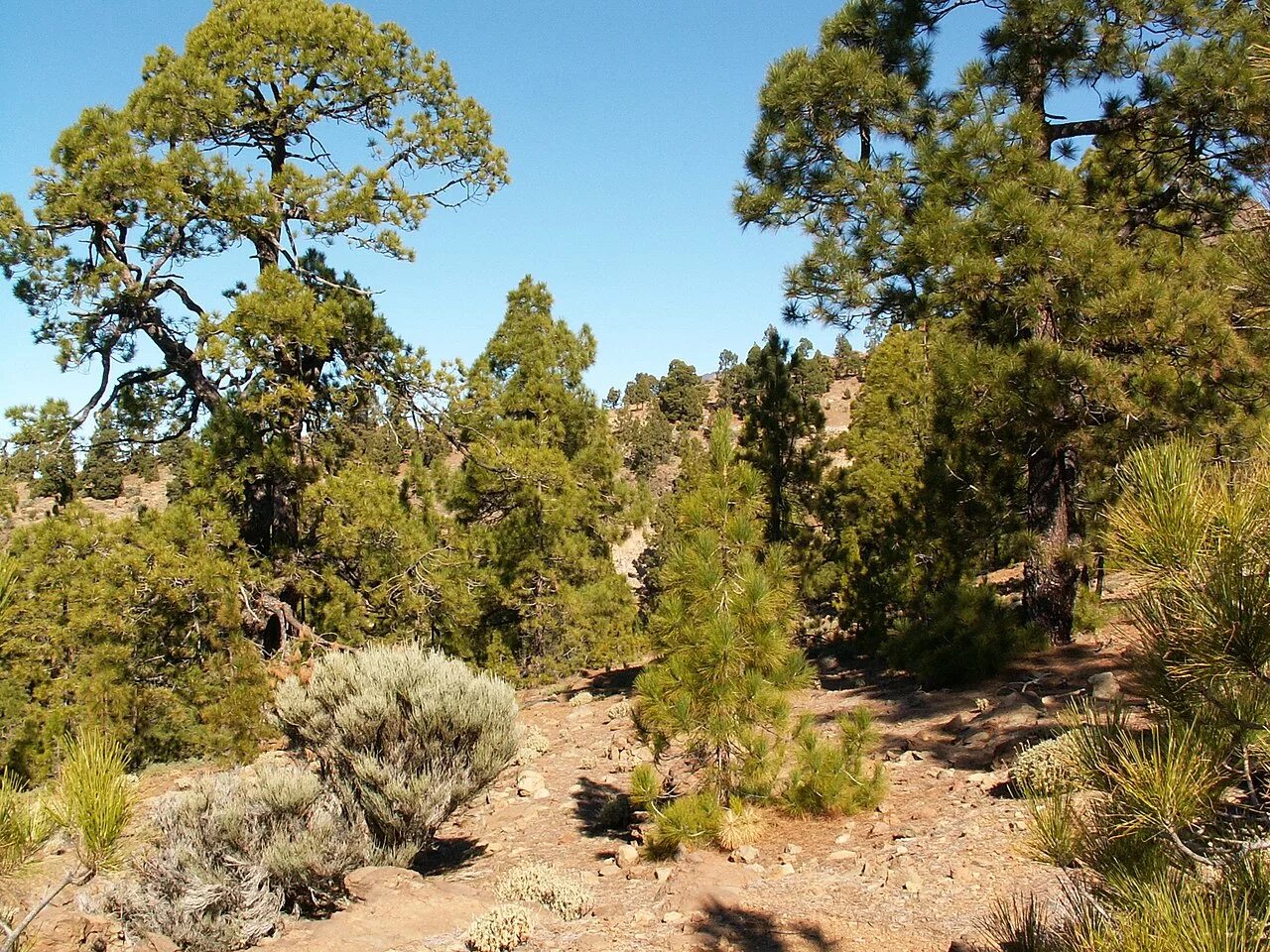Остров хвойный. Канарская сосна Тенерифе. Pinus canariensis. Реликтовые сосны на Тенерифе. Королевская сосна Тенерифе.