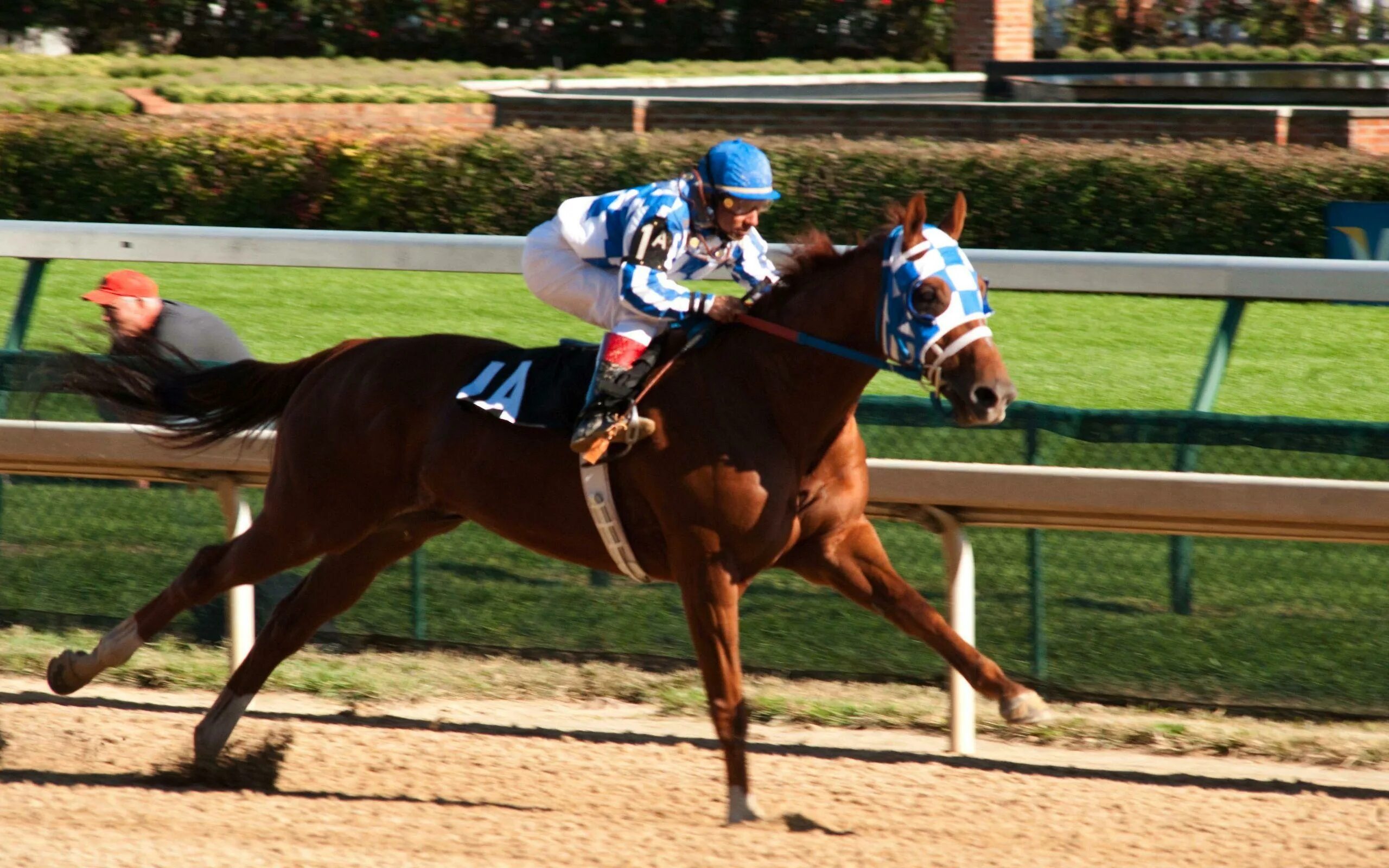 Лошадь английская чистокровная секретариат. Секретариат. Секретариат барбаро резвая. Скачки белмонт 1973. Секретариат.