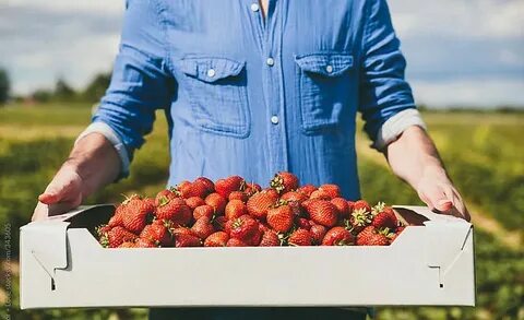 Strawberry picking