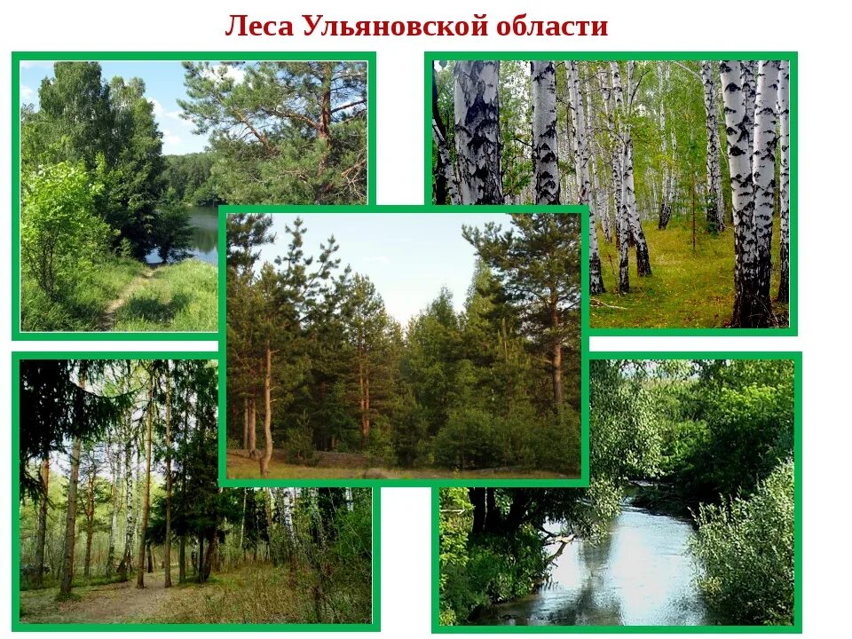 Презентация "Разнообразие природы родного края"
