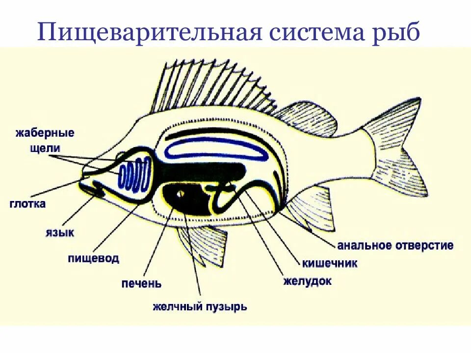 Особенности внешнего строения рыб 8 класс. Пищеварительное строение рыб. пищеварительная система рыб схема. рыба пищеварительная система биология. строение рыбы 7 класс биология пищеварительная система.