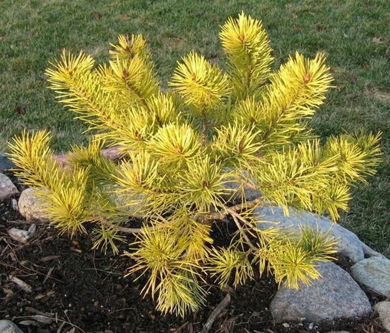 Pinus sylvestris aurea. Pinus sylvestris (сосна обыкновенная) 'aurea'. Сосна кедровая европейская ауреа. Желтая хвойные. Ель колючая maigold.