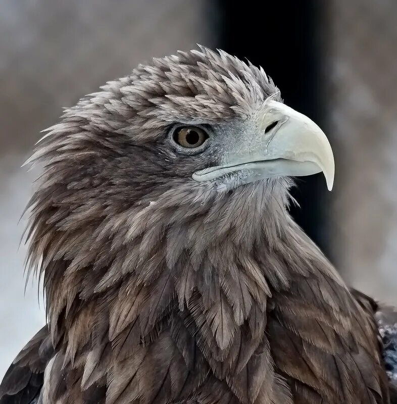 "белоголовый орлан". белоголовый орлан в россии. орлы виды. орлы виды. орел беркут.