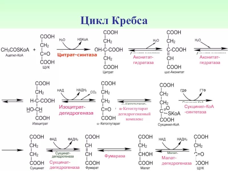 Цикл кребса реакции. Цикл кребса биохимия реакции. цикл кребса формулы. цикл кребса реакции с формулами.