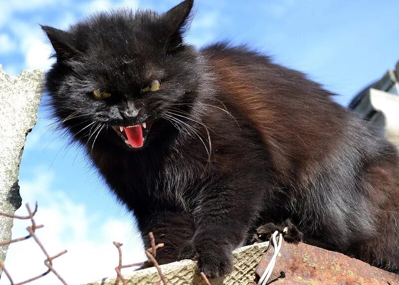 злой черный кот. злая кошка. черные бесят. агрессивный кот. бешеный котенок.