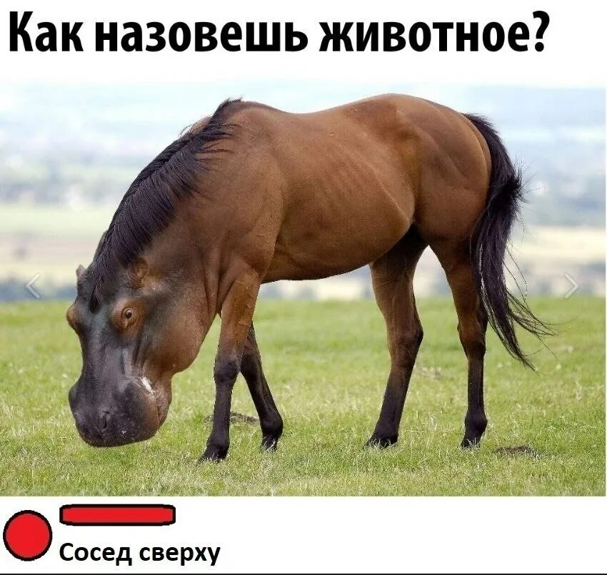 Угадай живот. Угадай животное. уганда животное. угадай животное прикол. угадай животное мем.