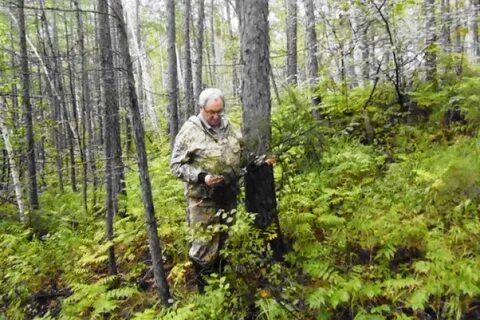 Краевое лесничество