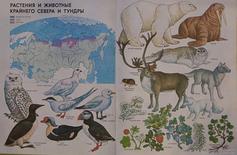 Атлас рисунок. География атлас животных. Мир и человек географический атлас животных. Атлас животного мира России для детей. Атлас животного мира земли.