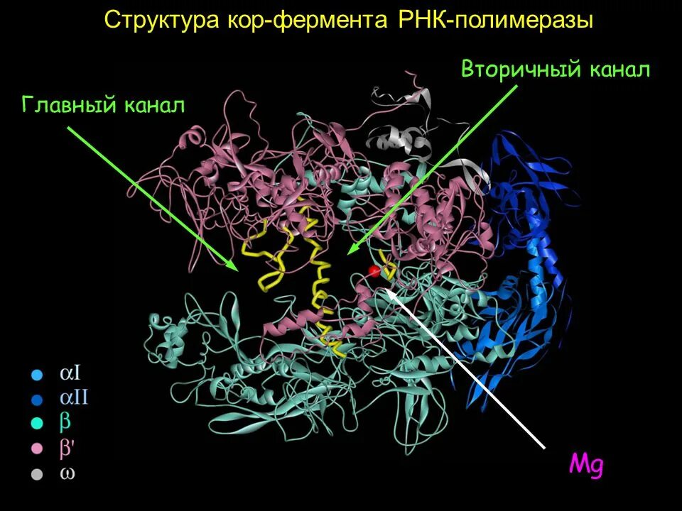 Кор фермент РНК полимеразы. РНК полимераза прокариот строение. РНК полимераза 3. Структура ДНК зависимой РНК полимеразы.