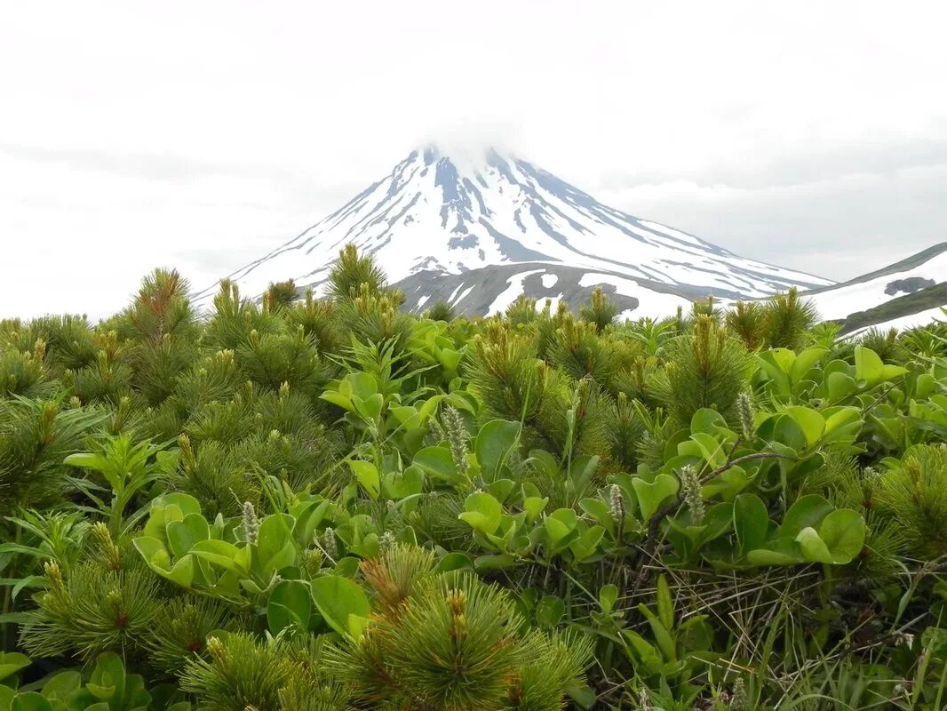 Растения корякского заповедника. Растительный мир камчатки. Полярная ива камчатки. Поляна эдельвейсов ключевская сопка. Вулканы камчатки флора.