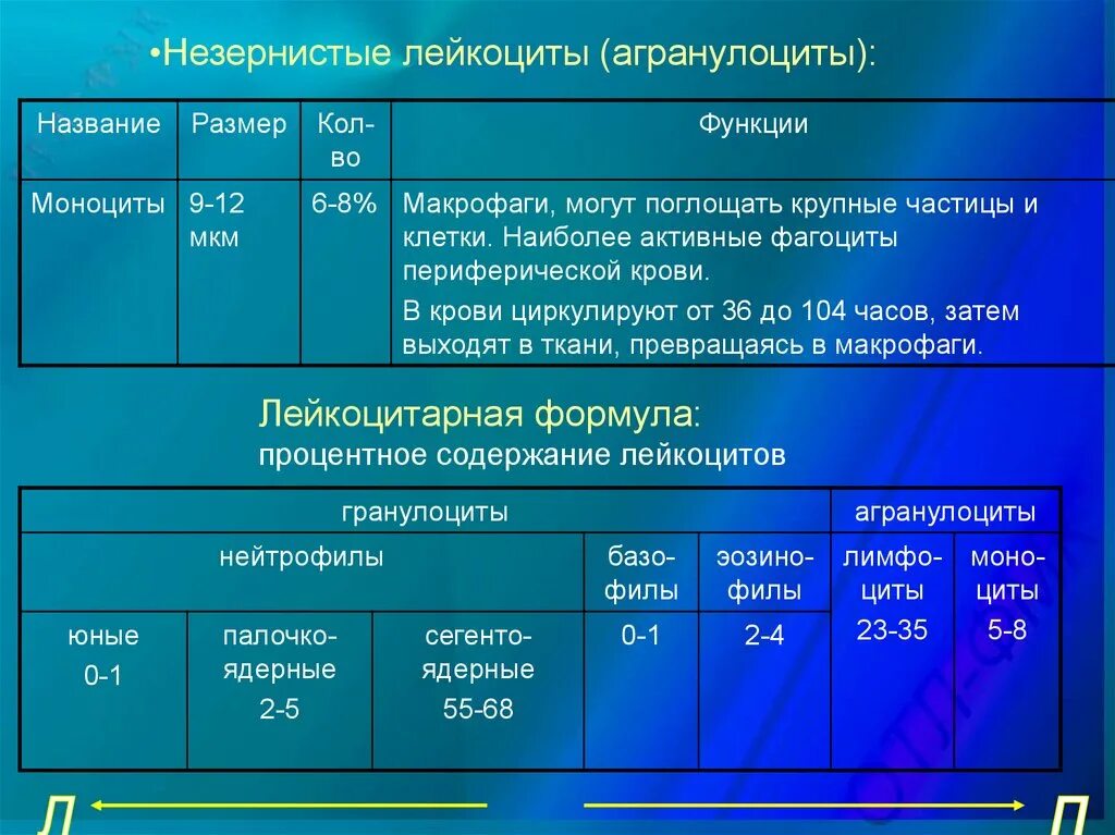 Классификация лейкоцитов лейкоцитарная формула. Незернистые лейкоциты функции. незернистые лейкоциты. лейкоцитарная формула. строение незернистых лейкоцитов. агранулоциты (незернистые лейкоциты):.