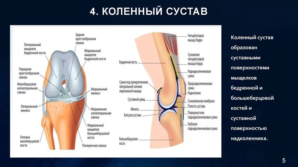 Внутренний мыщелок. Мыщелок и надмыщелок коленного сустава. Анатомия коленного сустава мыщелки. Хондромаляция внутреннего мыщелка бедренной кости. Медиальный мыщелок правой бедренной кости.