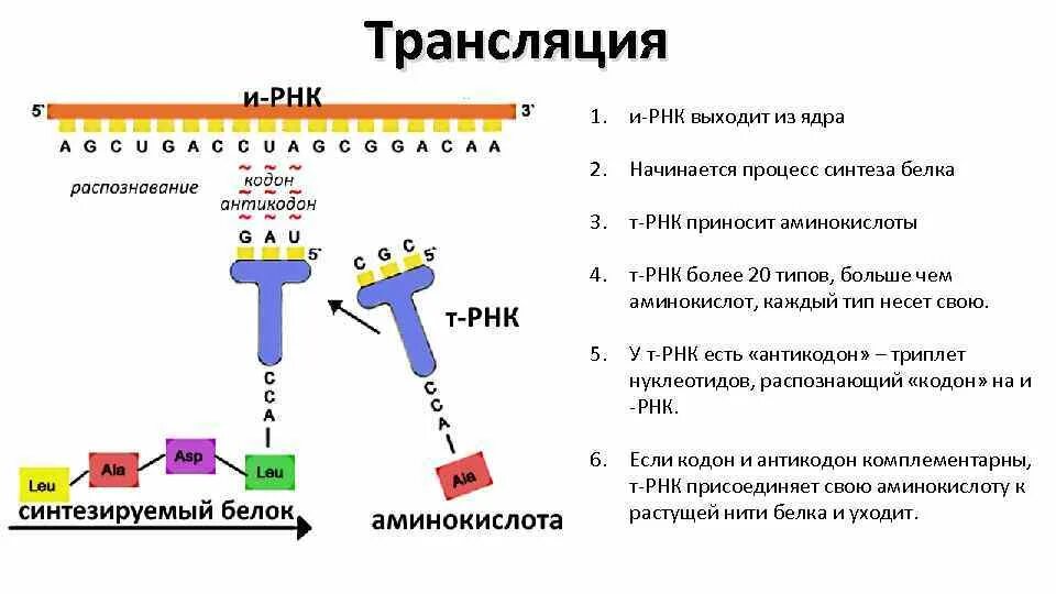 Егэ биология задачи на биосинтез. Процесс трансляции РНК. Синтез белка РНК. Трансляция биология этапы схема. Схема процесса трансляции.