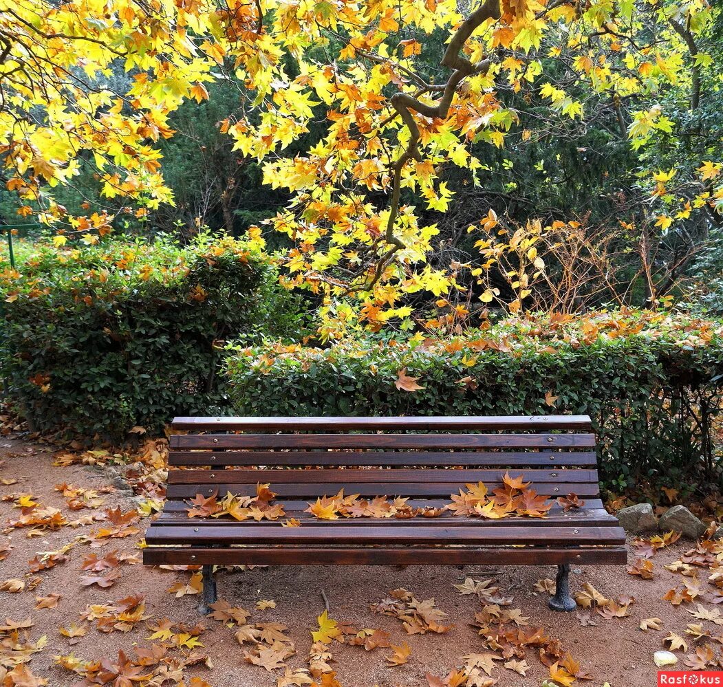 Осенний Этюд. Фотоэтюд. Фотоэтюд на скамье. Этюды природы осенний. Понравилась осень