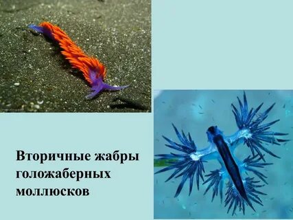 Все моллюски дышат жабрами