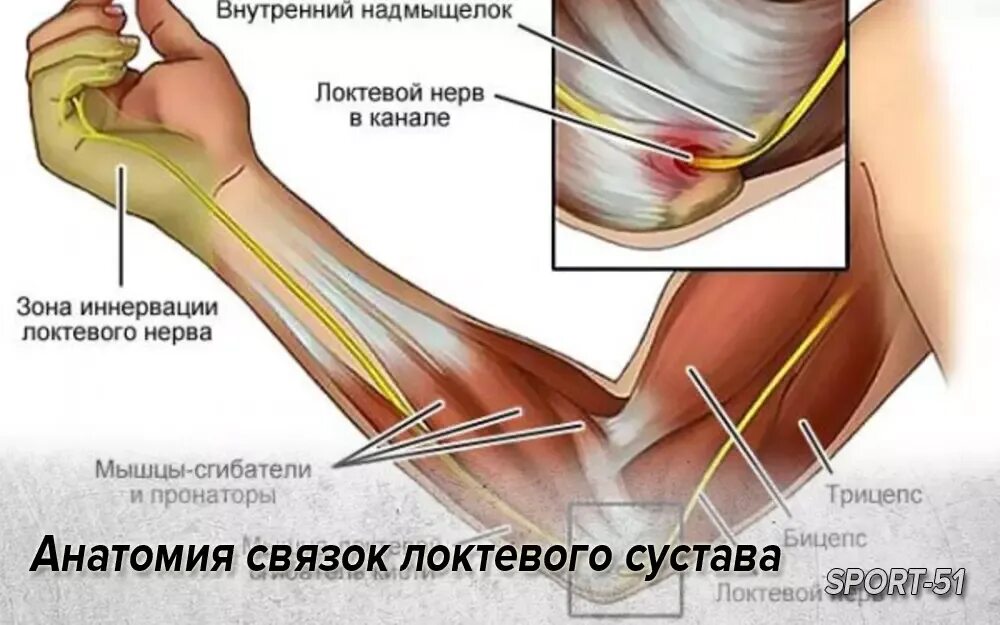 Сколько заживает сухожилие. Суставная сумка локтевого сустава анатомия. Строение локтевого сустава связки. Связки укрепляющие локтевой сустав. Связки локтевого сустава анатомия.