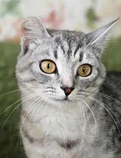 Кошка маша