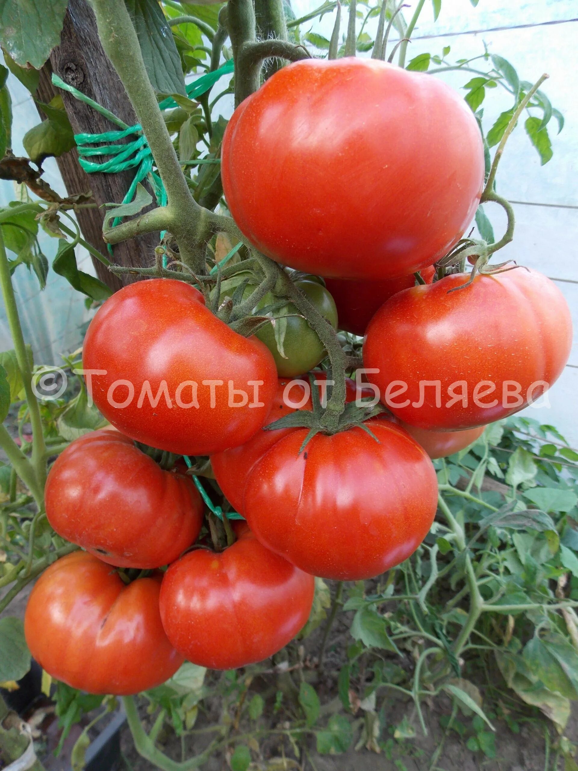 Болгарское чудо сорт томата. Томат забайкальское чудо. Болгарское чудо сорт томата. Болгарский томат идеал. Болгарское чудо сорт томата.