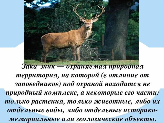 Как называется заповедник который расположен. Рассказ о любом заповеднике. сообщение о заповеднике. название любого заповедника. заповедник животных.