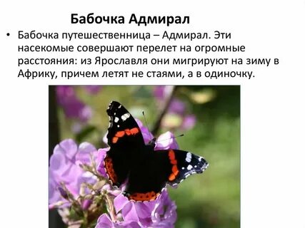 Бабочка адмирал где обитает