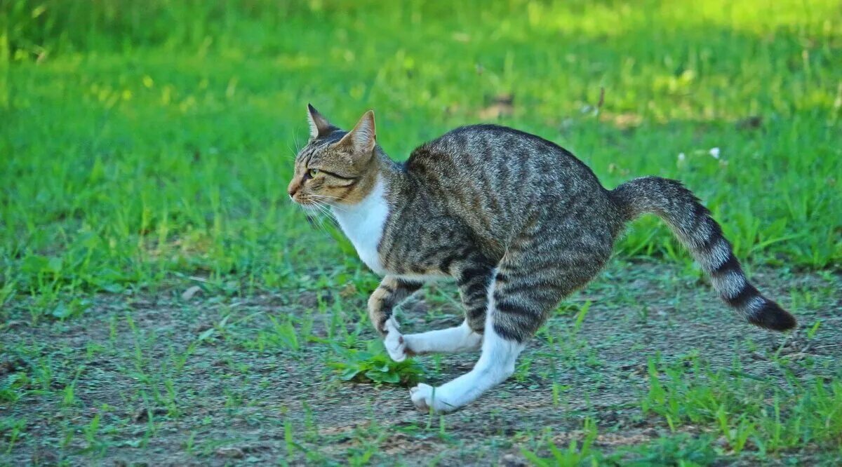 Два кота бегут. Кот бежит. Кот убегает. Кошки бегуны. Полосатый кот бежит.