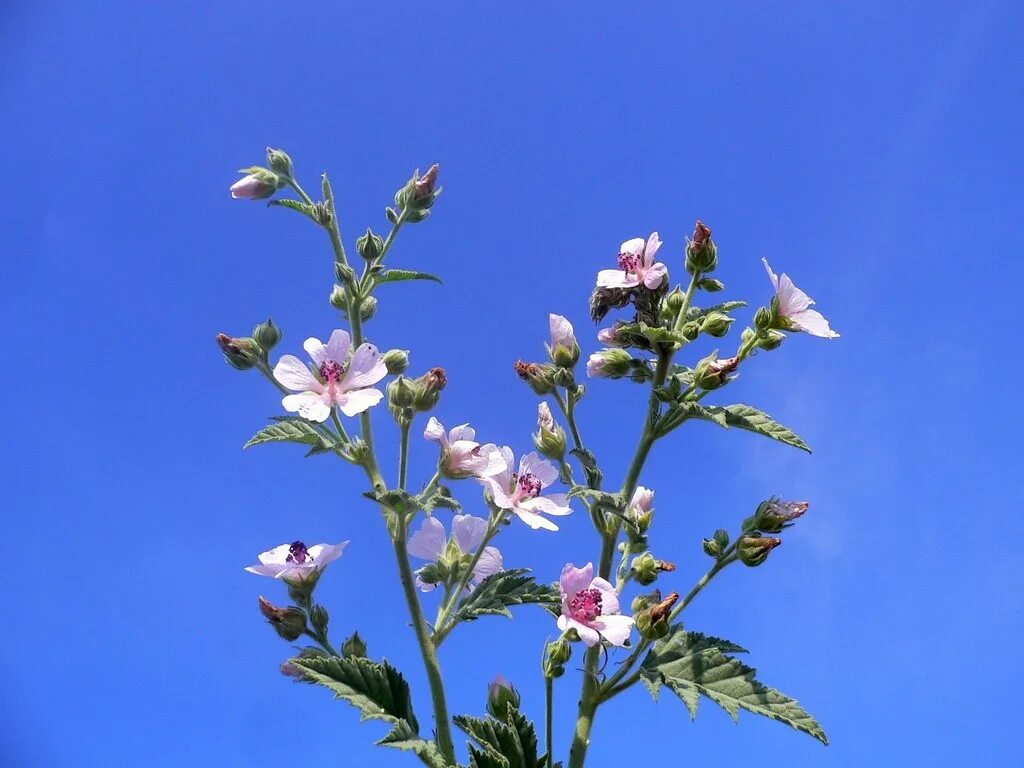 Алтей латынь. Алтей армянский (Althaea armeniaca). Алтей голоцветный. Althaea officinalis l.. Алтей коноплёвый.