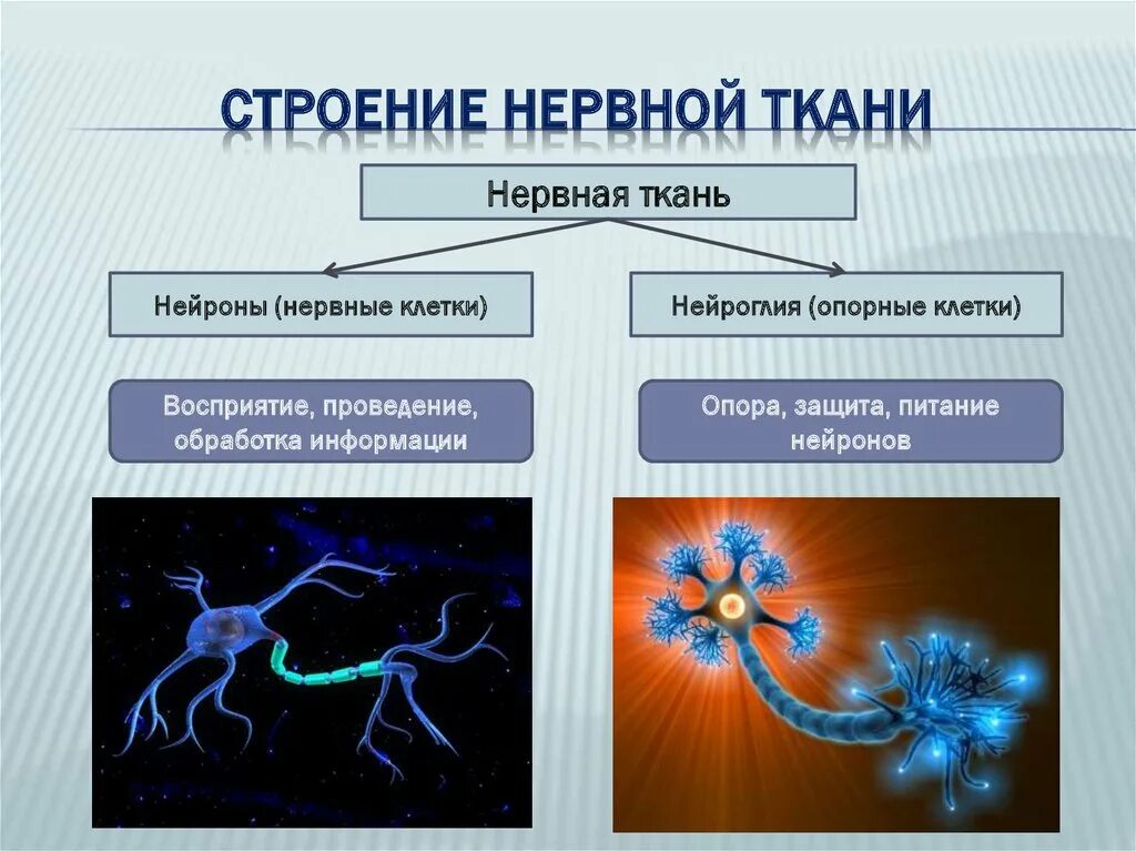 Нервная ткань состоит из собственно нервных клеток. Особенности строения нервной ткани. Нервная ткань особенности строения и функции таблица. Структура и функции нервной ткани. План строения нервной ткани.