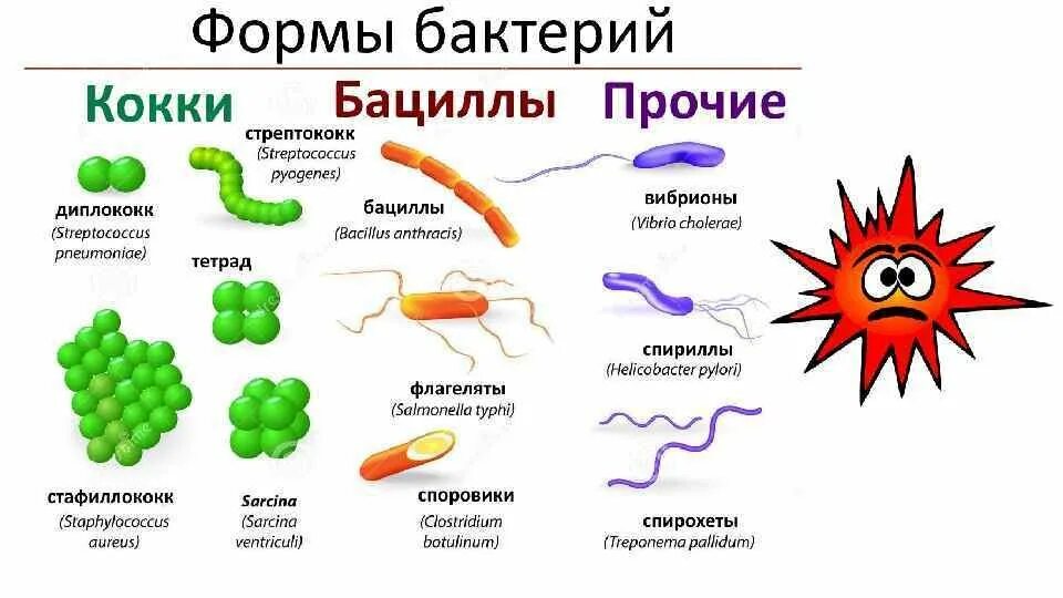 Строение и формы бактерий. Форма бактерий таблица. Форма клеток бактерий 5 класс биология. Какие формы бактерий 5 класс биология.