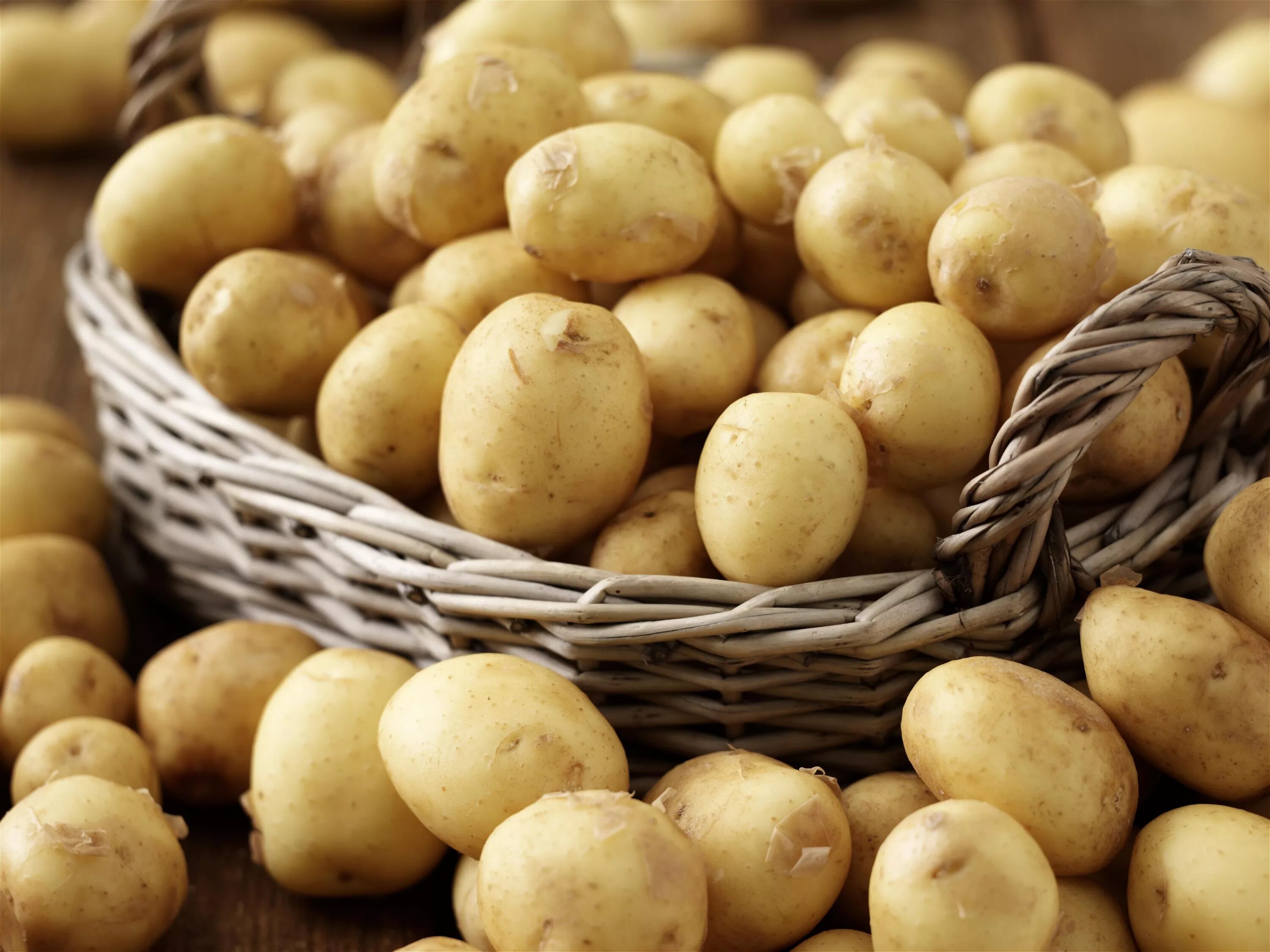 Ранние сорта картофеля в беларуси. Картофель Одиссей. Картофель ранний. Ранние сорта картофеля. Белорусский ранний картофель.